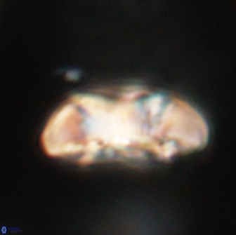 Coccolithus megasarsiae 64762
