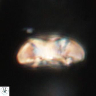 Coccolithus megasarsiae 64762