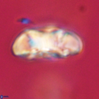 Coccolithus megasarsiae 64763