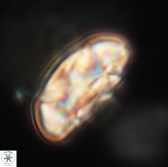 Coccolithus megasarsiae 64767