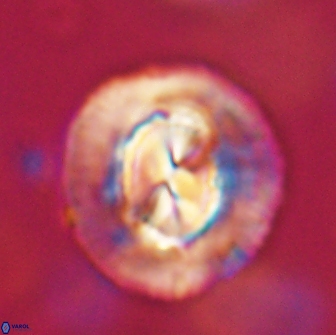 Coccolithus megasarsiae 64773
