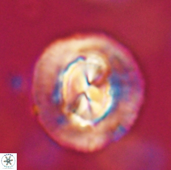 Coccolithus megasarsiae 64773