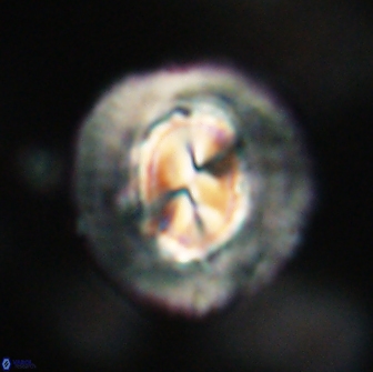 Coccolithus megasarsiae 64774