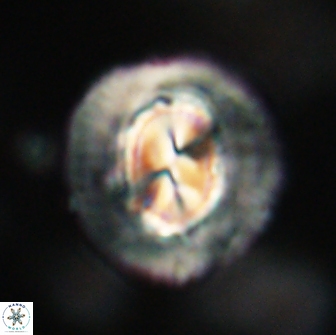 Coccolithus megasarsiae 64774