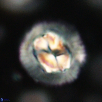 Coccolithus megasarsiae 64778