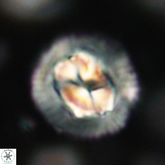 Coccolithus megasarsiae 64778