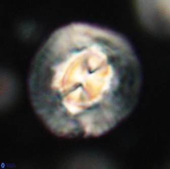 Coccolithus megasarsiae 64779