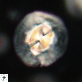 Coccolithus megasarsiae 64779