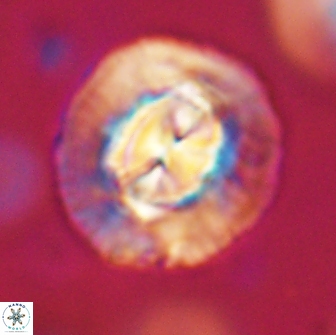 Coccolithus megasarsiae 64780