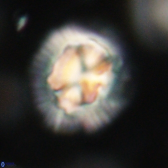 Coccolithus megasarsiae 64782