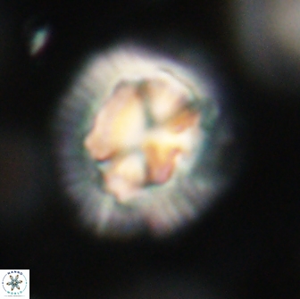 Coccolithus megasarsiae 64782