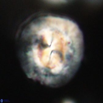 Coccolithus megasarsiae 64792