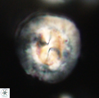 Coccolithus megasarsiae 64792