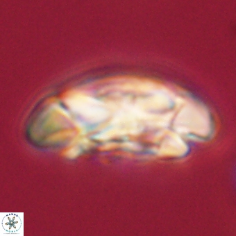 Coccolithus megasarsiae 68251