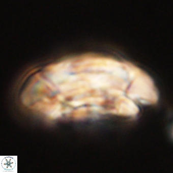 Coccolithus megasarsiae 68252