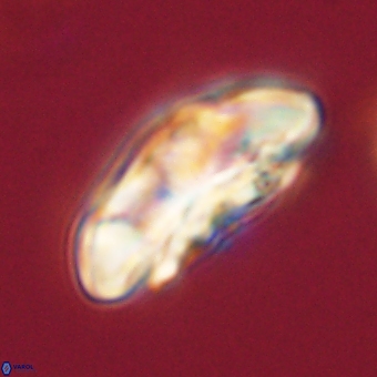 Coccolithus megasarsiae 68253