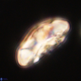 Coccolithus megasarsiae 68254