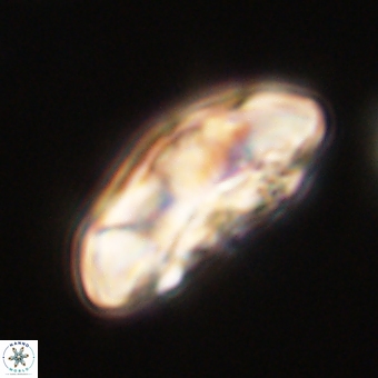 Coccolithus megasarsiae 68254