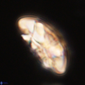 Coccolithus megasarsiae 68255