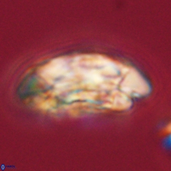 Coccolithus megasarsiae 68257
