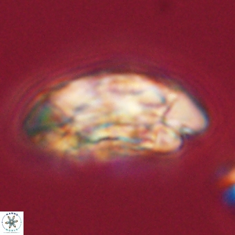 Coccolithus megasarsiae 68257