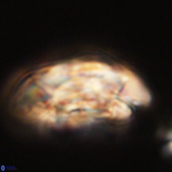 Coccolithus megasarsiae 68258