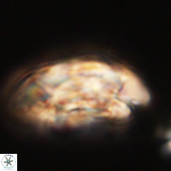 Coccolithus megasarsiae 68258