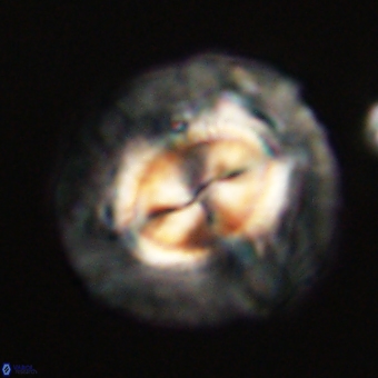 Coccolithus megasarsiae 68259
