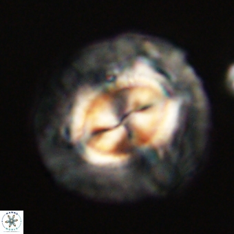Coccolithus megasarsiae 68259