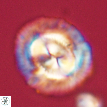 Coccolithus megasarsiae 68261