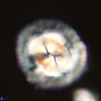 Coccolithus megasarsiae 68262