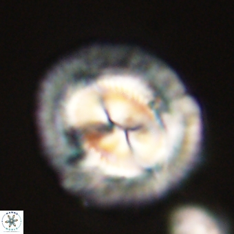 Coccolithus megasarsiae 68262