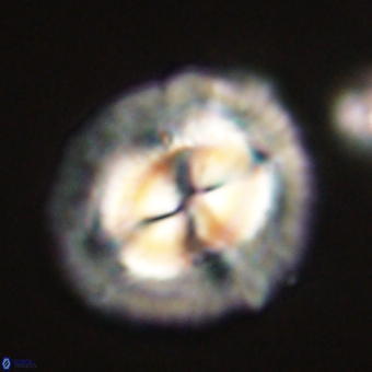 Coccolithus megasarsiae 68263