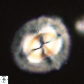 Coccolithus megasarsiae 68263