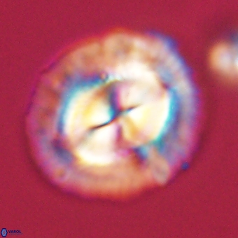 Coccolithus megasarsiae 68264