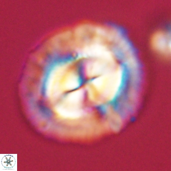 Coccolithus megasarsiae 68264
