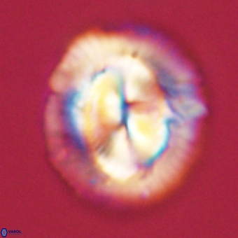 Coccolithus megasarsiae 68265