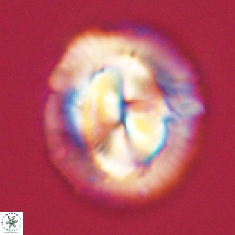 Coccolithus megasarsiae 68265