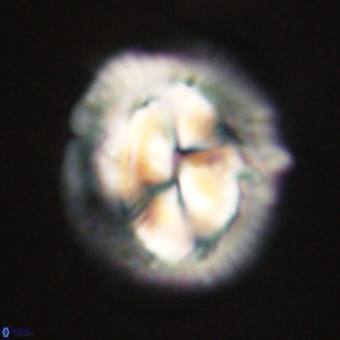 Coccolithus megasarsiae 68266