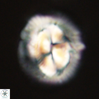 Coccolithus megasarsiae 68266