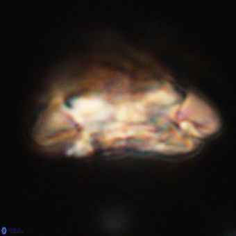 Coccolithus megasarsiae 68267