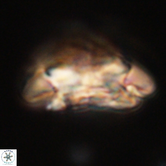Coccolithus megasarsiae 68267