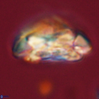 Coccolithus megasarsiae 68268