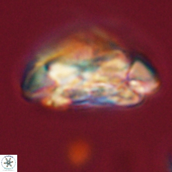 Coccolithus megasarsiae 68268