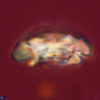Coccolithus megasarsiae 68269