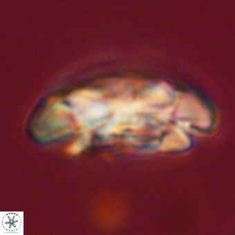 Coccolithus megasarsiae 68269