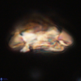 Coccolithus megasarsiae 68270
