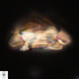 Coccolithus megasarsiae 68270