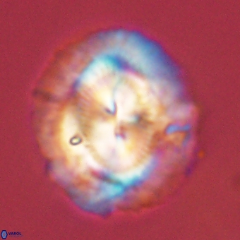 Coccolithus megasarsiae 68273
