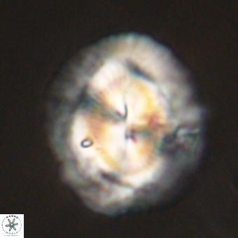 Coccolithus megasarsiae 68274